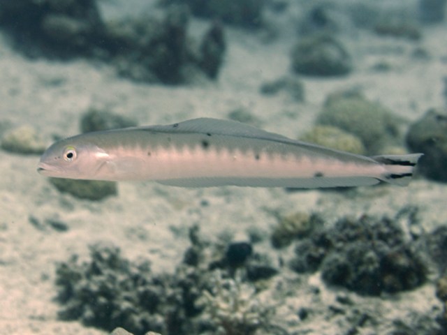 Malacanthus Brevirostris